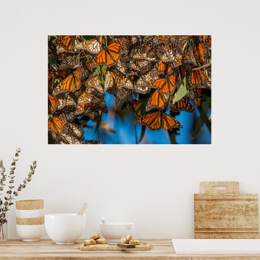 Migrating monarch butterflips cling to leaves poster (Keuken)