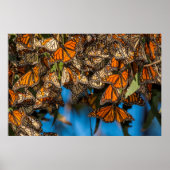 Migrating monarch butterflips cling to leaves poster (Voorkant)