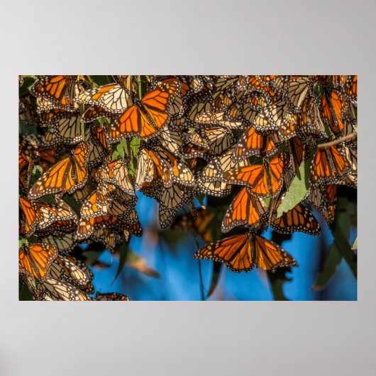 Migrating monarch butterflips cling to leaves poster (Voorkant)