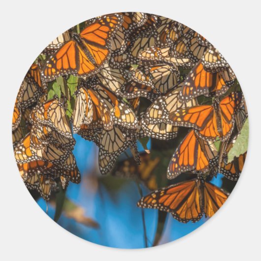 Migrating monarch butterflips cling to leaves ronde sticker (Voorkant)