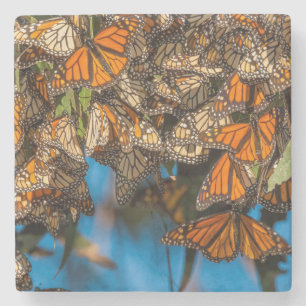 Migrating monarch butterflips cling to leaves stenen onderzetter