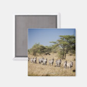 Migrerende zebra, Tanzania Magneet (Voorkant / Achterkant)