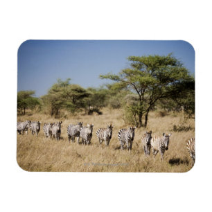 Migrerende zebra, Tanzania Magneet
