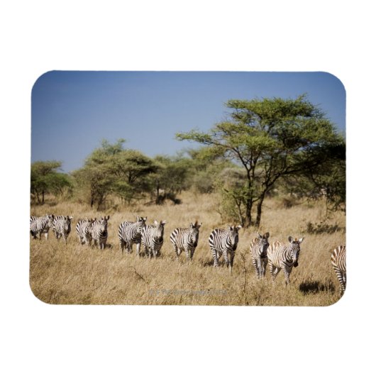 Migrerende zebra, Tanzania Magneet (Horizontaal)