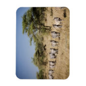 Migrerende zebra, Tanzania Magneet (Verticaal)