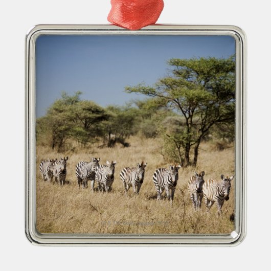 Migrerende zebra, Tanzania Metalen Ornament (Voorkant)