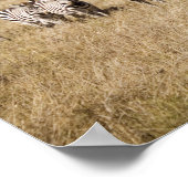 Migrerende zebra, Tanzania Poster (Hoek)