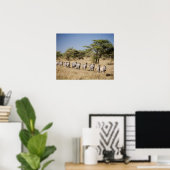 Migrerende zebra, Tanzania Poster (Thuiskantoor)