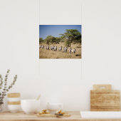 Migrerende zebra, Tanzania Poster (Keuken)