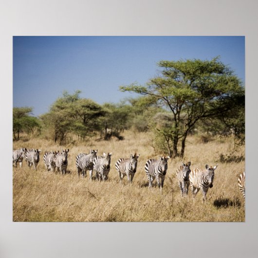 Migrerende zebra, Tanzania Poster (Voorkant)