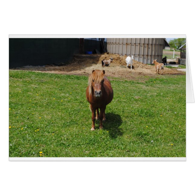 MIin paarden (Voorkant Horizontaal)