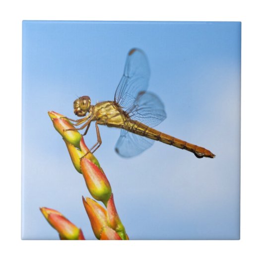 mijl achter me tegeltje (Voorkant)