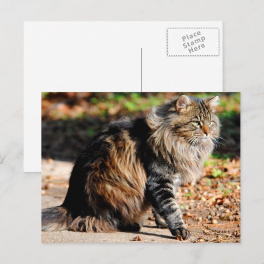 Mijn Acorn Maine Coon Cat Briefkaart (Voorkant / Achterkant)