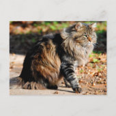Mijn Acorn Maine Coon Cat Briefkaart (Voorkant)