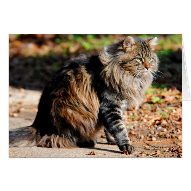 Mijn Acorn Maine Coon Cat Card (Voorkant Horizontaal)