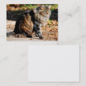 Mijn Acorn Maine Coon Cat Visitekaartjes (Voorkant / Achterkant)