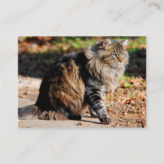 Mijn Acorn Maine Coon Cat Visitekaartjes (Voorkant)