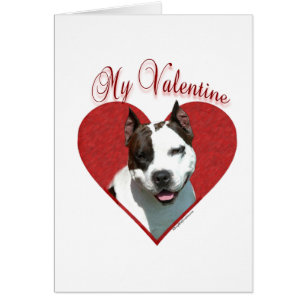 Mijn AmStaff Valentijn