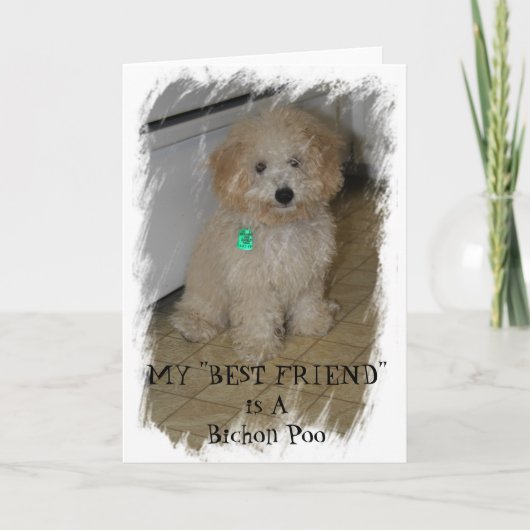 Mijn beste vriend is een Bichon Poo Kaart (Voorkant)