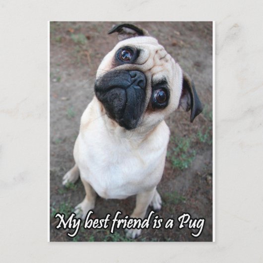Mijn beste vriend is een pug briefkaart (Voorkant)