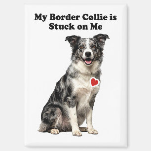 Mijn Blue Merle Border Collie Zit Vast Aan Mij Magneet