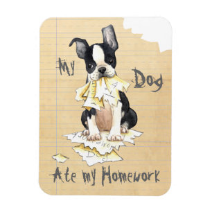 Mijn Boston Terrier Ate Mijn thuiswerk Magneet