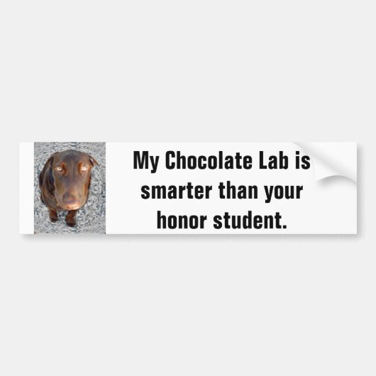 Mijn Chocolade Lab is slimmer dan je eerzame stude Bumpersticker (Voorkant)