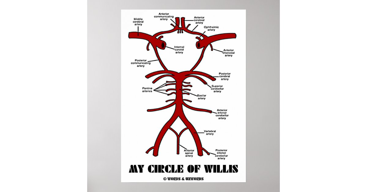 Noodlottig Communistisch Geliefde Mijn cirkel van Willis (anatomische arteriën) Poster | Zazzle.nl