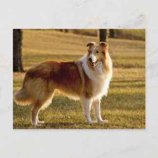 Mijn Collie Briefkaart