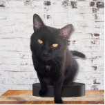 Mijn Cute Cat Photo Sculpture Staand Fotobeeldje<br><div class="desc">Neem je kat overal waar je tijd moet doorbrengen zonder haar of hem. Deze charmante opgeruimde foto's staan letterlijk uit onder gewone platte foto's.Als je een kattenliefhebber bent of een kattenliefhebber kent, is dit een zeker vuurwinnend geschenk. Of het nu om een gedenkteken of om een keepslag gaat, show je...</div>