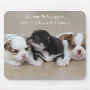 Mijn Cute Little Puppies Chihuahua Muismat