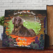 Mijn engel heeft vier poten zonsondergang 2584 fotoplaat