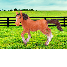 Mijn favoriete paard