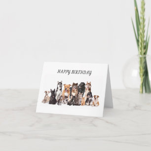 **MIJN FAVORIETE VETERINARIAN OP DE TWEEDE DAG VER KAART