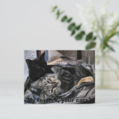 Mijn fosters, jullie katten? briefkaart (Staand voorkant)