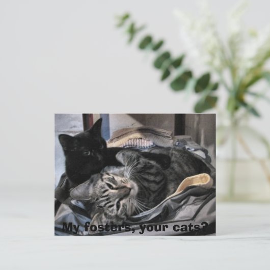 Mijn fosters, jullie katten? briefkaart (Staand voorkant)