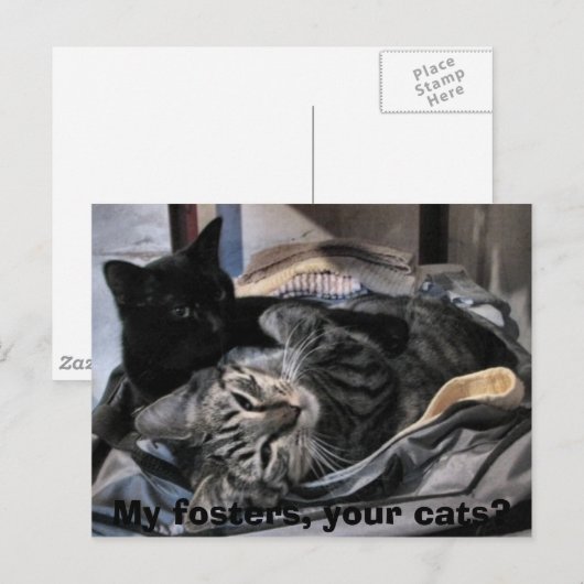 Mijn fosters, jullie katten? briefkaart (Voorkant / Achterkant)
