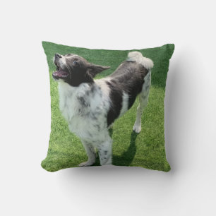 Mijn hond kussen