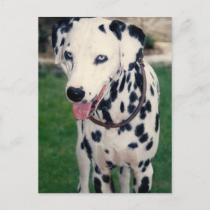 Mijn huisdier vriend aangepaste foto briefkaart