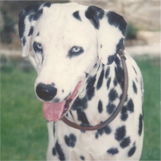 Mijn huisdier vriend aangepaste foto sticker (Voorkant)