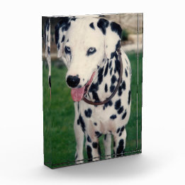 Mijn huisdier vriend Upload je eigen Afbeelding Cu Fotoblokken