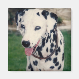 Mijn huisdier vriend upload je eigen foto op maat magneet