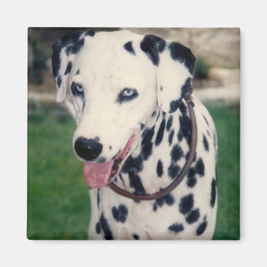 Mijn huisdier vriend upload je eigen foto op maat magneet (Voorkant)