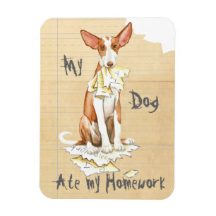 Mijn Ibizan Hond Ate Mijn thuiswerk Magneet