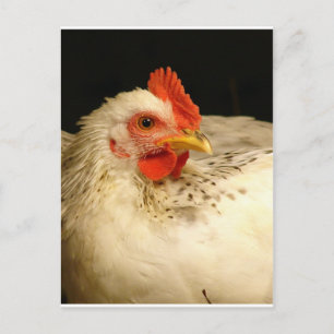 Mijn jongen briefkaart