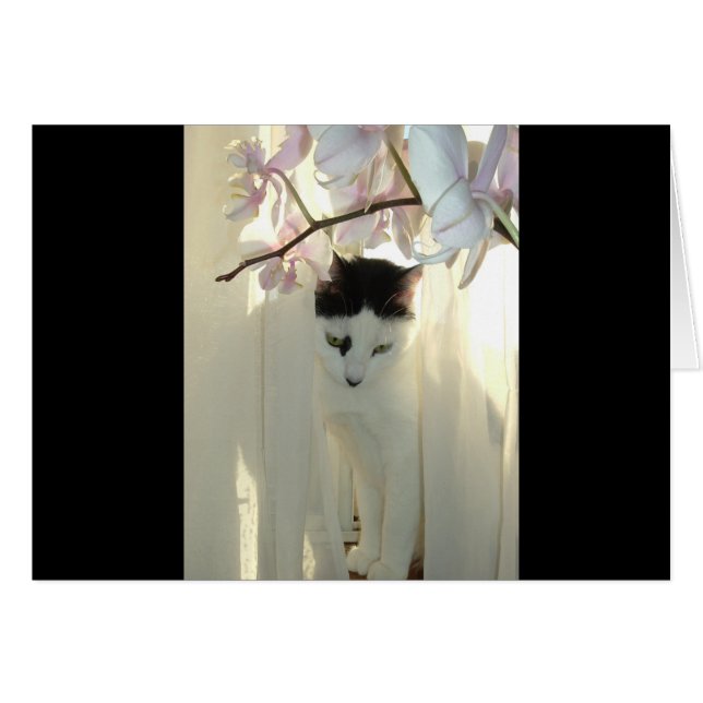 Mijn  Kat (Voorkant Horizontaal)