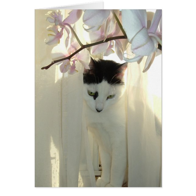 Mijn  Kat (Voorkant)