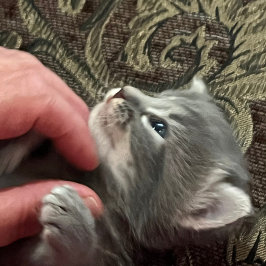 Mijn kat gedraagt zich beter, katten mok