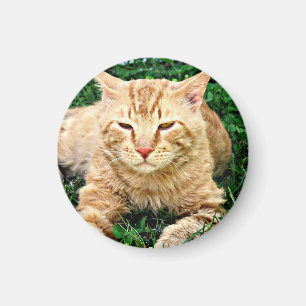 Mijn kat Rudy Magnet