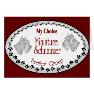 mijn keuze mini schnauzer